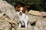 EPAGNEUL PAPILLON 122